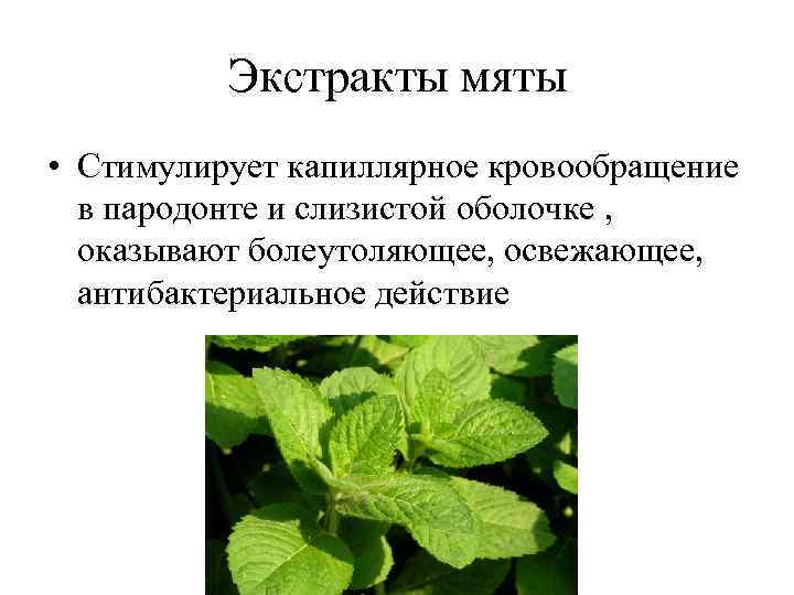 Экстракты мяты • Стимулирует капиллярное кровообращение в пародонте и слизистой оболочке , оказывают болеутоляющее,