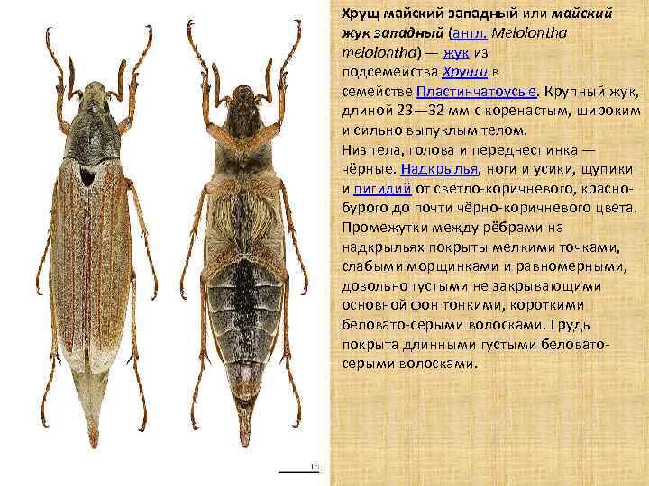 Хрущ майский западный или майский жук западный (англ. Melolontha melolontha) — жук из подсемейства