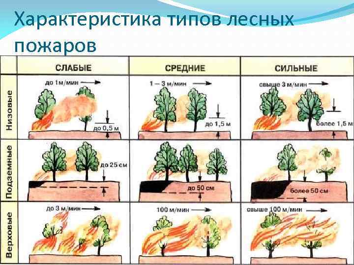 Характеристика типов лесных пожаров 