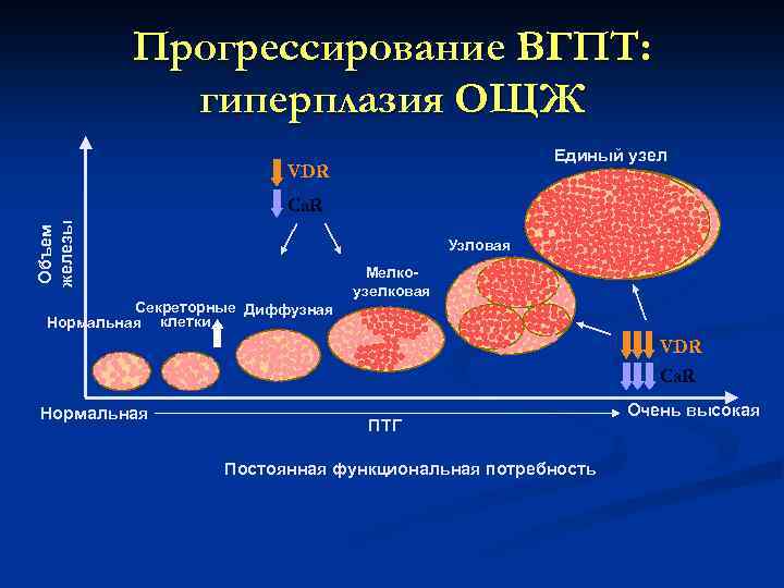 Прогрессирование ВГПТ: гиперплазия ОЩЖ Единый узел VDR Объем железы Ca. R Узловая Секреторные Диффузная