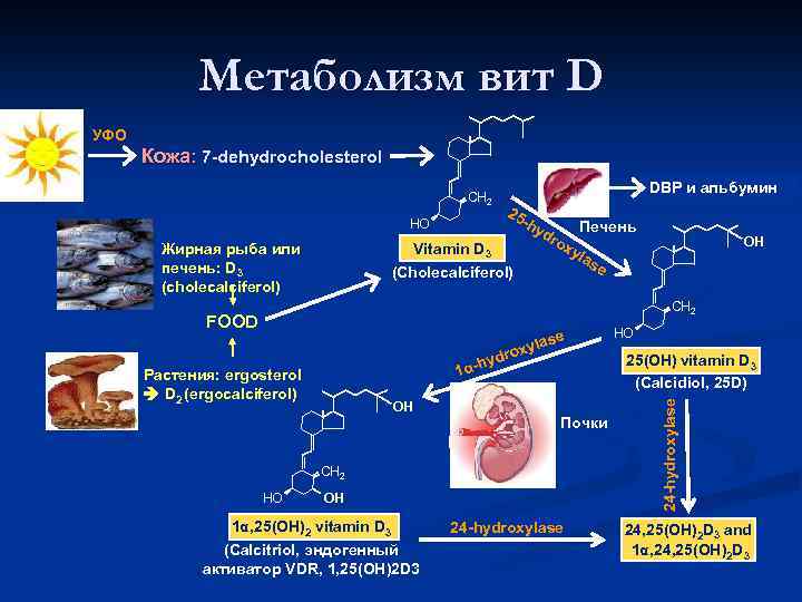 Метаболизм вит D УФО Кожа: 7 -dehydrocholesterol CH 2 HO DBP и альбумин 25