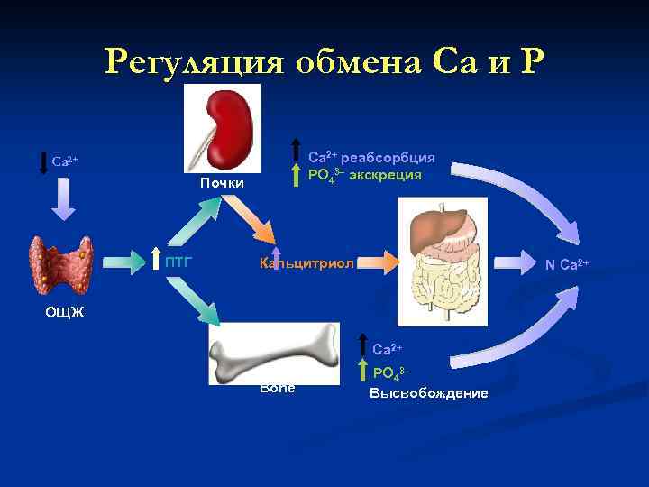 Регуляция обмена Са и Р Ca 2+ реабсорбция PO 43– экскреция Ca 2+ Почки