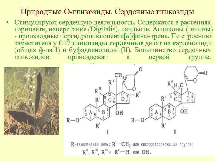 Природные О-гликозиды. Сердечные гликозиды • Стимулируют сердечную деятельность. Содержатся в растениях горицвете, наперстянке (Digitalis),