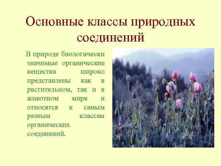 Основные классы природных соединений В природе биологически значимые органические вещества широко представлены как в