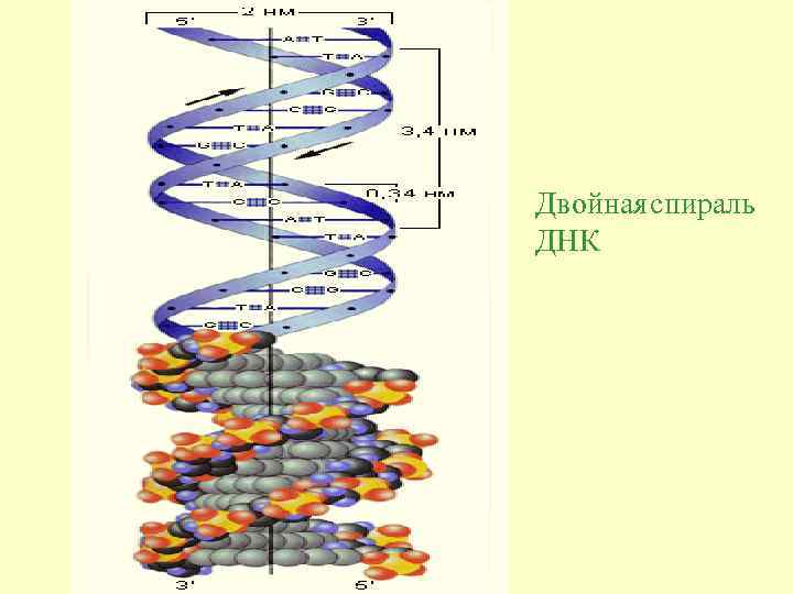 Рисунок двойной спирали