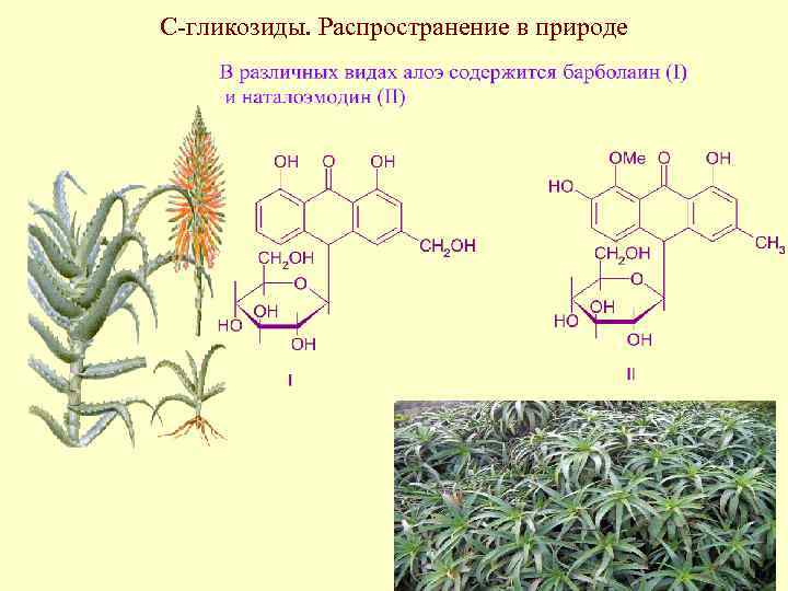 С-гликозиды. Распространение в природе 