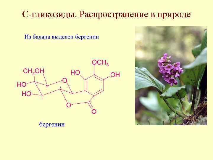 С-гликозиды. Распространение в природе 