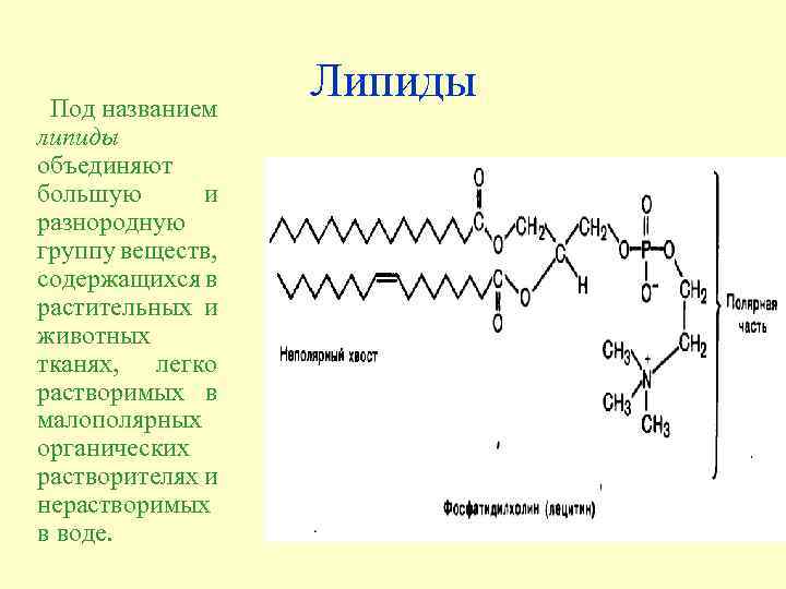  Под названием липиды объединяют большую и разнородную группу веществ, содержащихся в растительных и