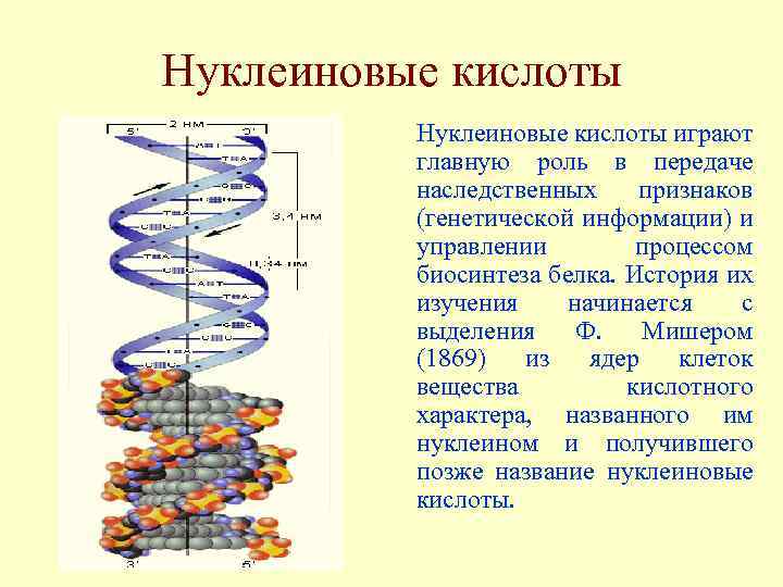 Нуклеиновые кислоты играют главную роль в передаче наследственных признаков (генетической информации) и управлении процессом