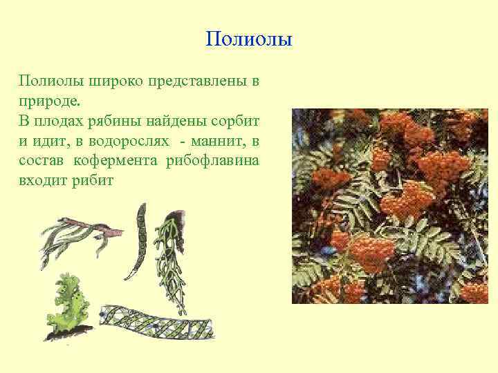 Полиолы широко представлены в природе. В плодах рябины найдены сорбит и идит, в водорослях