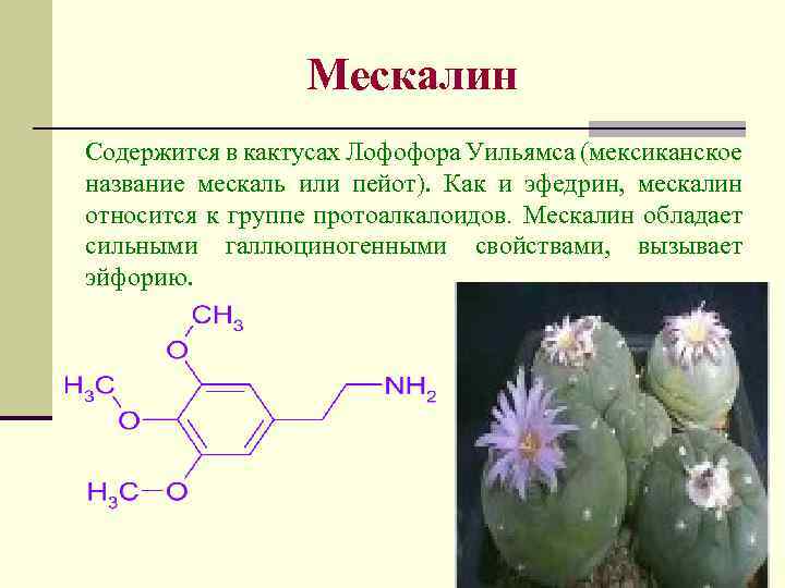 Мескалин Содержится в кактусах Лофофора Уильямса (мексиканское название мескаль или пейот). Как и эфедрин,