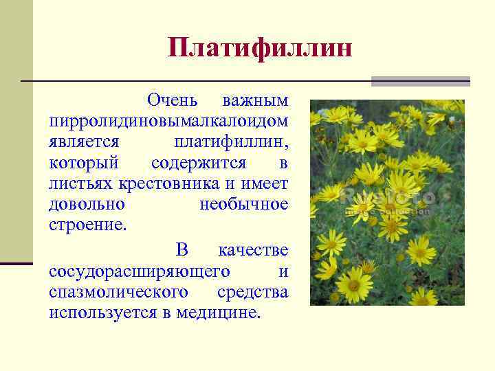 Платифиллин Очень важным пирролидиновымалкалоидом является платифиллин, который содержится в листьях крестовника и имеет довольно