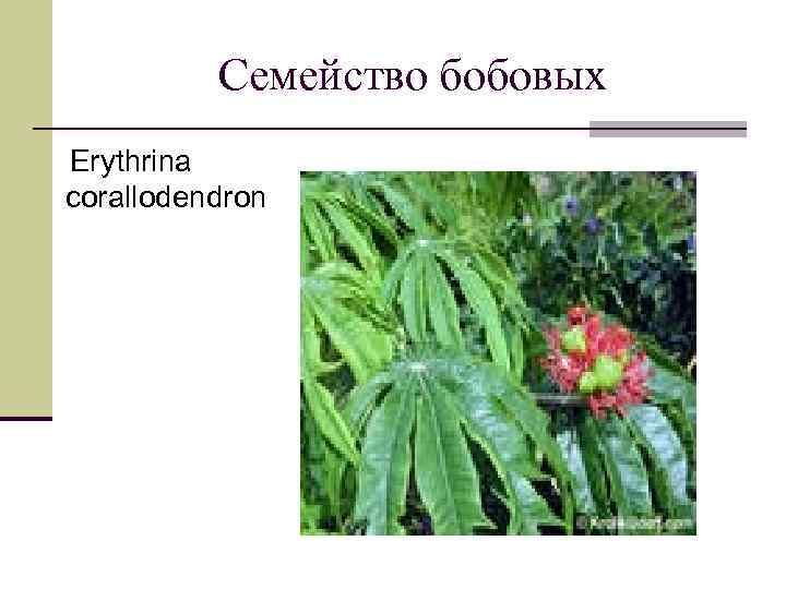 Семейство бобовых Erythrina corallodendron 