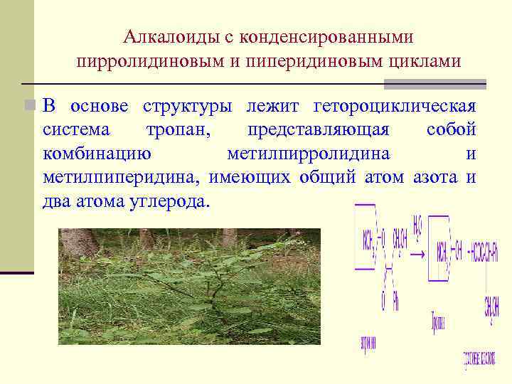 Алкалоиды с конденсированными пирролидиновым и пиперидиновым циклами n В основе структуры лежит гетороциклическая система
