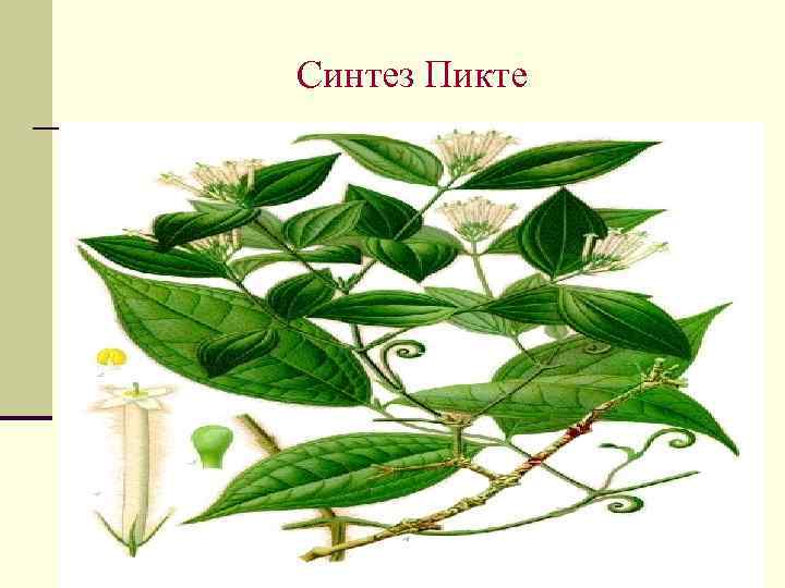 Синтез Пикте 