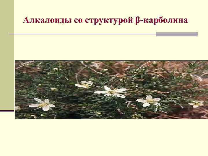 Алкалоиды со структурой β-карболина 