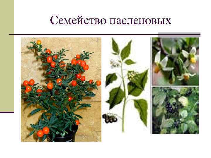 Пасленовые растения фото и названия