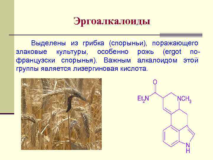 Эргоалкалоиды Выделены из грибка (спорыньи), поражающего злаковые культуры, особенно рожь (ergot пофранцузски спорынья). Важным