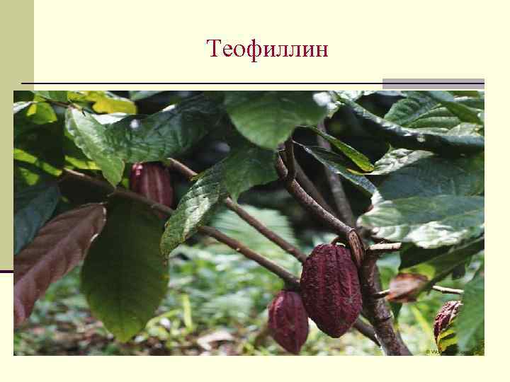 Теофиллин 