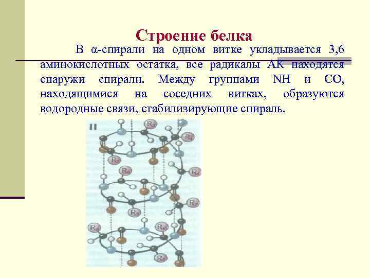 Строение белка В α-спирали на одном витке укладывается 3, 6 аминокислотных остатка, все радикалы