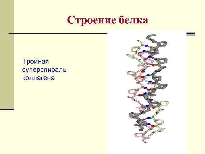 Строение белка Тройная суперспираль коллагена 