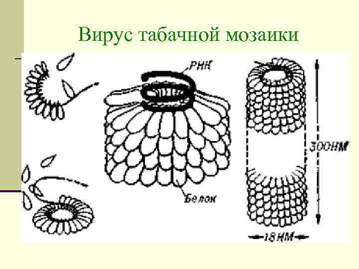 Вирус табачной мозаики 