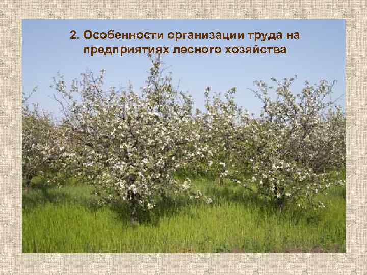 2. Особенности организации труда на предприятиях лесного хозяйства 