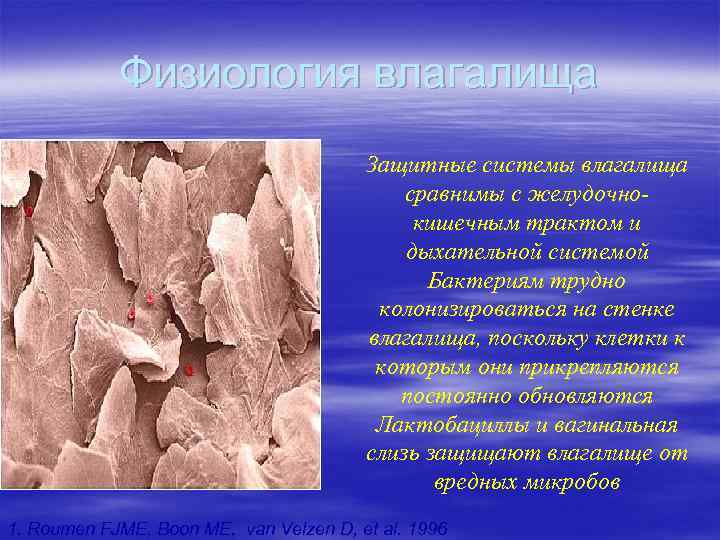 Физиология влагалища Защитные системы влагалища сравнимы с желудочнокишечным трактом и дыхательной системой Бактериям трудно