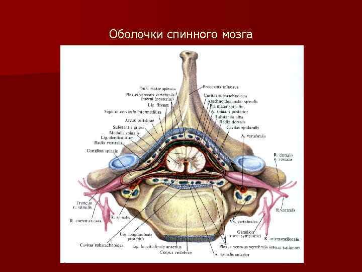 Оболочки спинного мозга 