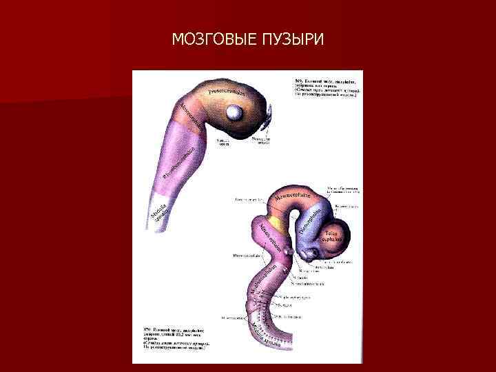 Стадия пяти мозговых пузырей. Стадия 3 мозговых пузырей. Фаза трех мозговых пузырей. Мозговые пузыри нервной системы.