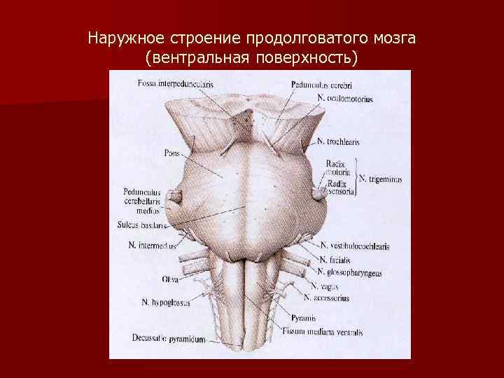 Наружное строение продолговатого мозга (вентральная поверхность) 