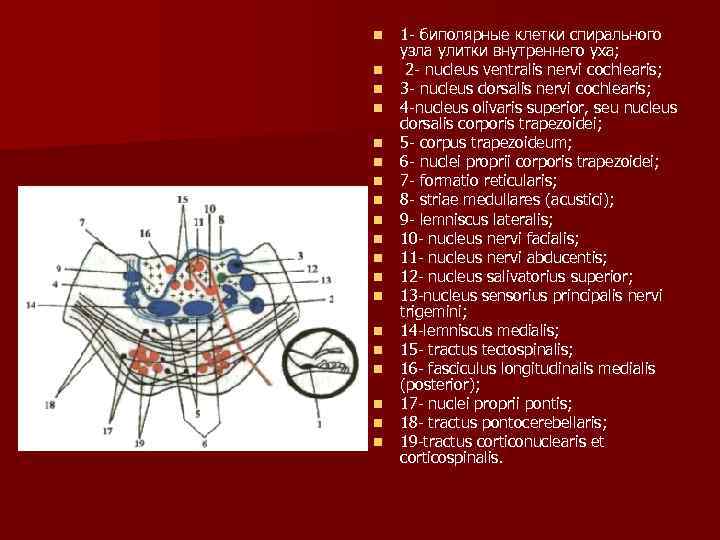 n n n n n 1 биполярные клетки спирального узла улитки внутреннего уха; 2