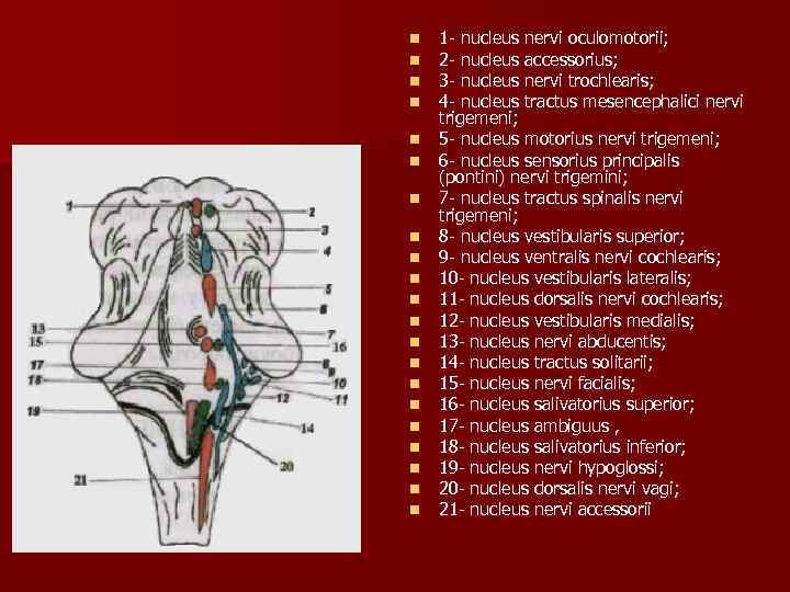 n n n n n n 1 nucleus nervi oculomotorii; 2 nucleus accessorius; 3