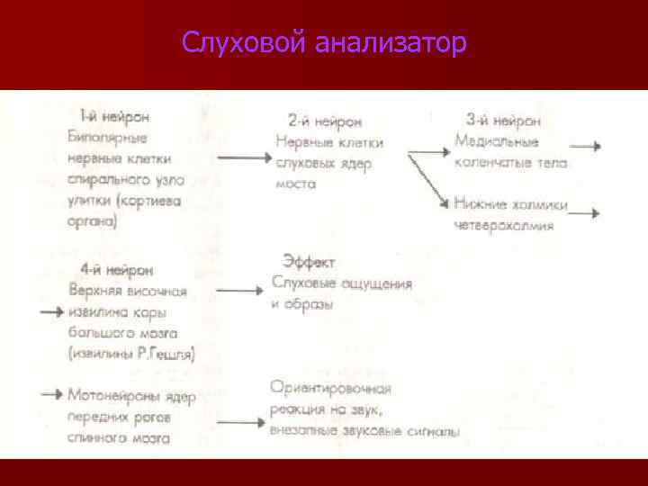 Слуховой анализатор 