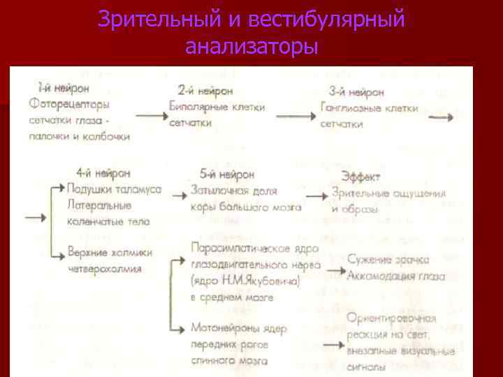 Зрительный и вестибулярный анализаторы 