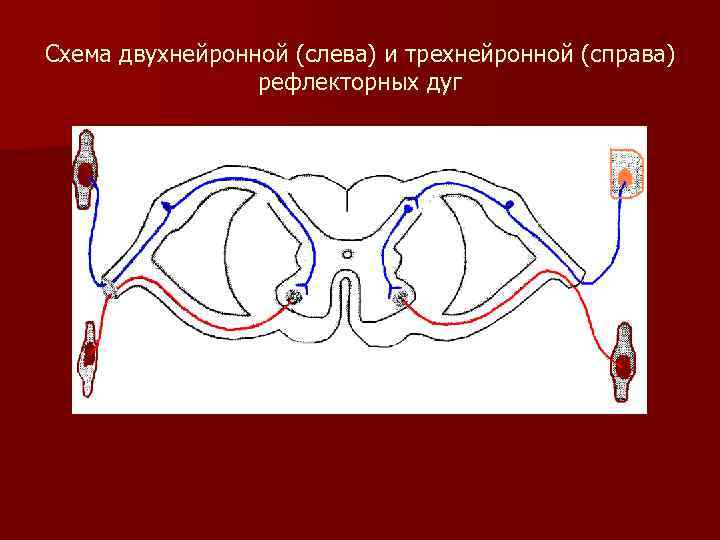 Схема двухнейронной рефлекторной дуги