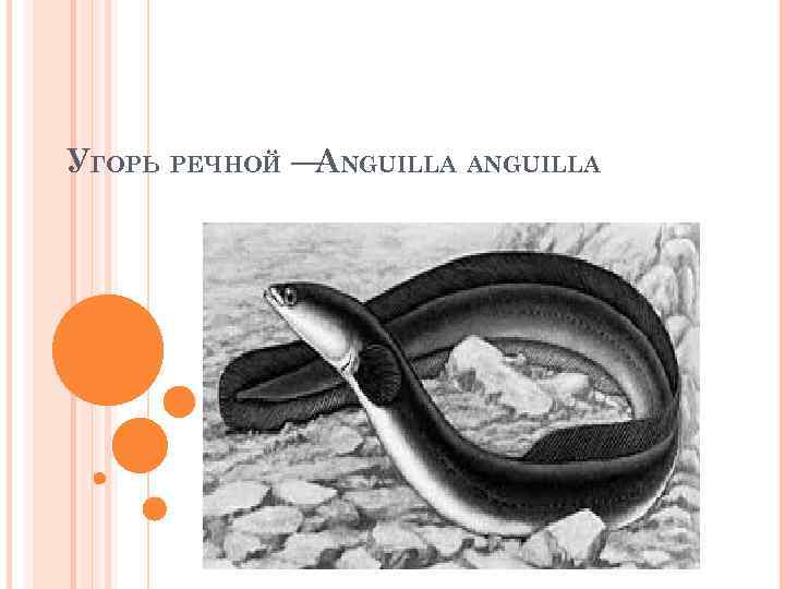 УГОРЬ РЕЧНОЙ — NGUILLA A 
