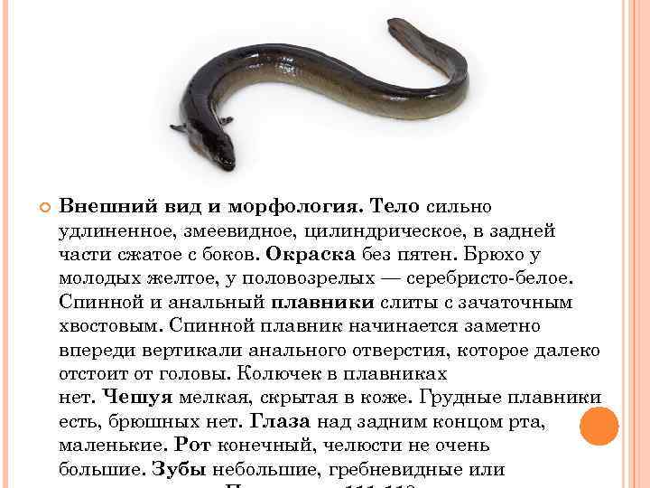  Внешний вид и морфология. Тело сильно удлиненное, змеевидное, цилиндрическое, в задней части сжатое