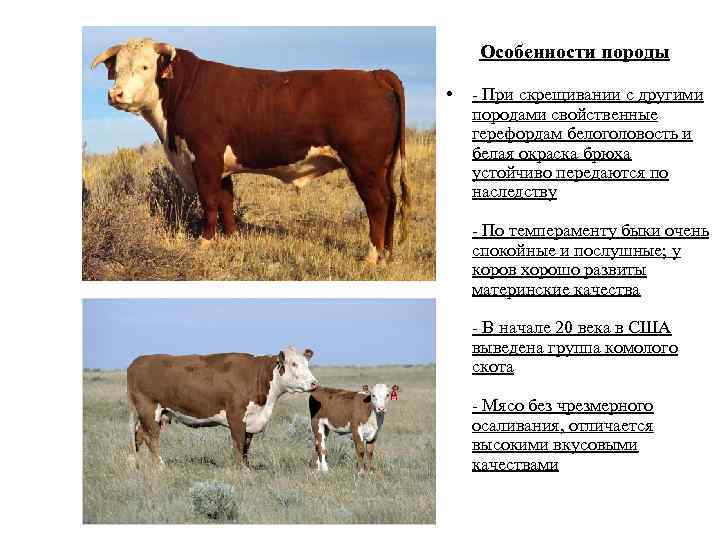 Особенности породы • - При скрещивании с другими породами свойственные герефордам белоголовость и белая