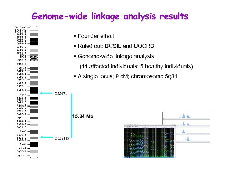 Genome-wide linkage analysis results § Founder effect § Ruled out: BCSIL and UQCRB §