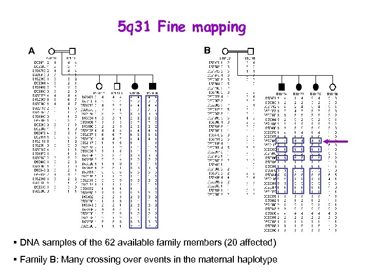 5 q 31 Fine mapping A B § DNA samples of the 62 available