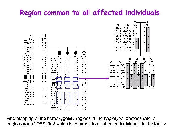 Region common to all affected individuals Fine mapping of the homozygosity regions in the
