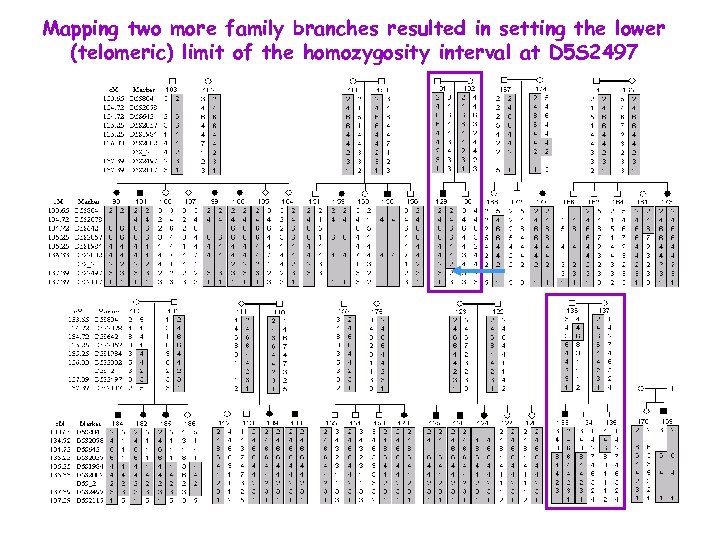 Mapping two more family branches resulted in setting the lower (telomeric) limit of the