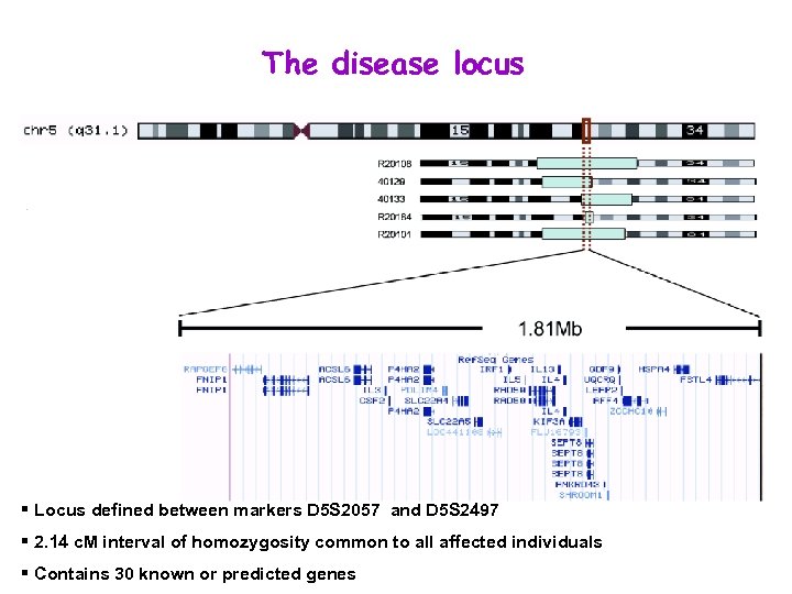 The disease locus § Locus defined between markers D 5 S 2057 and D