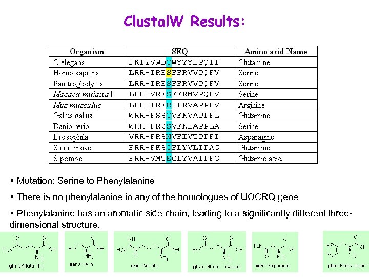 Clustal. W Results: § Mutation: Serine to Phenylalanine § There is no phenylalanine in