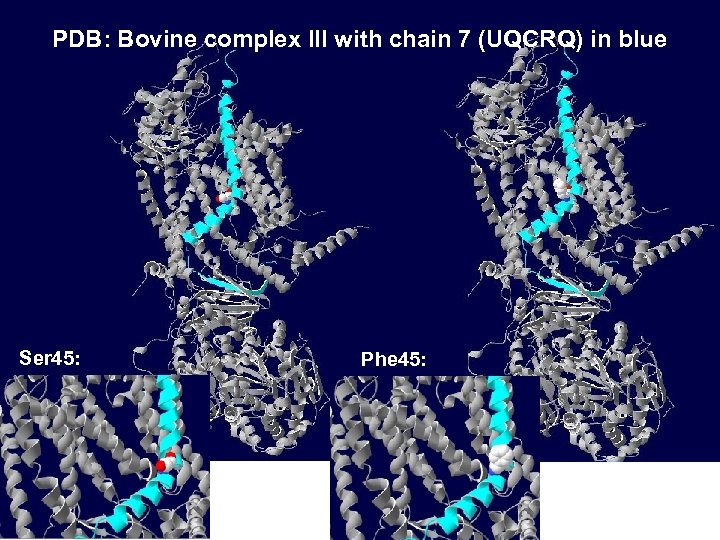 PDB: Bovine complex III with chain 7 (UQCRQ) in blue Ser 45: Phe 45: