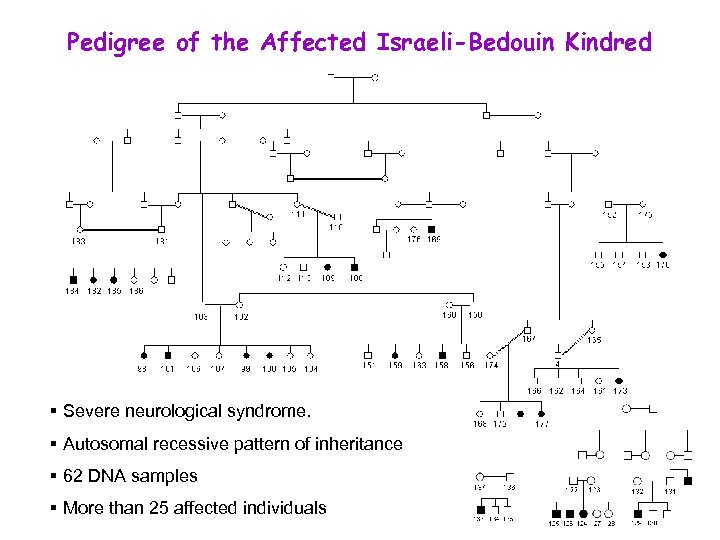 Pedigree of the Affected Israeli-Bedouin Kindred § Severe neurological syndrome. B § Autosomal recessive