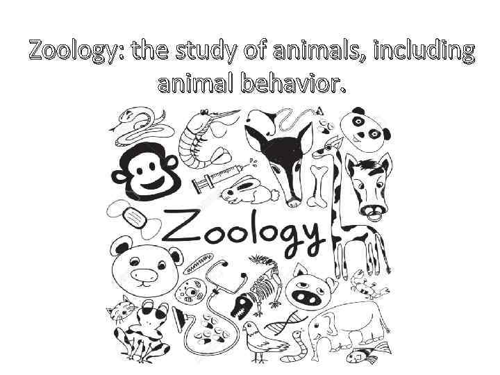 Zoology: the study of animals, including animal behavior. 