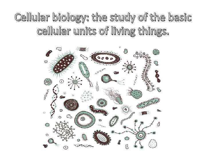 Cellular biology: the study of the basic cellular units of living things. 