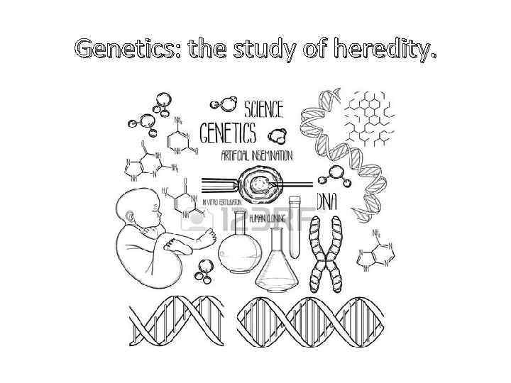 Genetics: the study of heredity. 